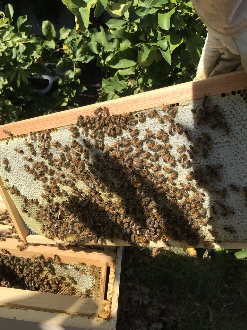 A frame of honeycomb pulled from a hive during inspection, covered in bees, with capped honey around the edges and a beekeeper's gloved hand holding it.