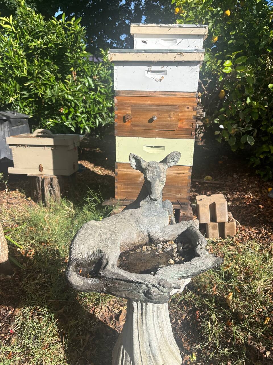 A stacked Langstroth beehive in the backyard, framed by lemon trees, with a deer-shaped stone birdbath in the foreground.