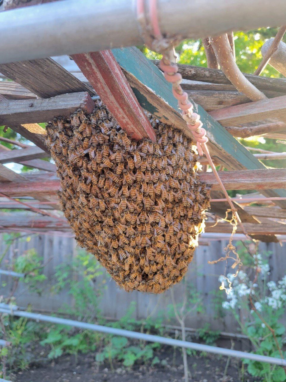 A cluster of honey bees hanging in a teardrop shape from a wooden pergola in the garden — a classic swarm.